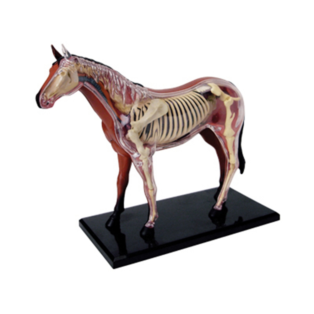 Animal Organ Anatomy Model 4D  - Science Toys recension och pris