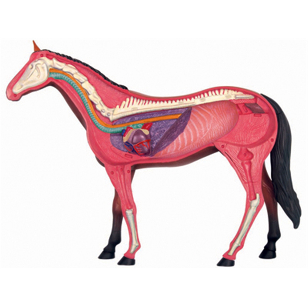 Animal Organ Anatomy Model 4D  - Science Toys recension och pris