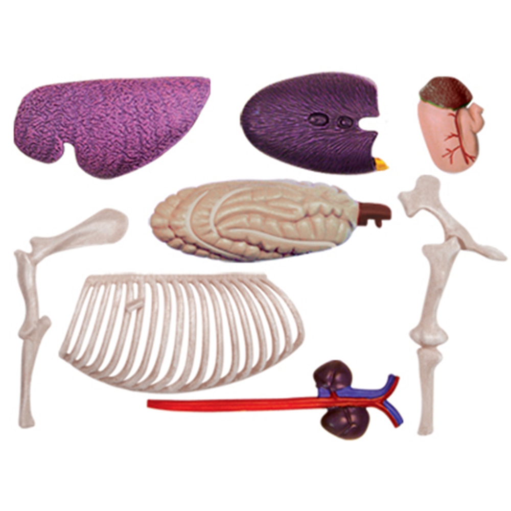Animal Organ Anatomy Model 4D  - Science Toys recension och pris